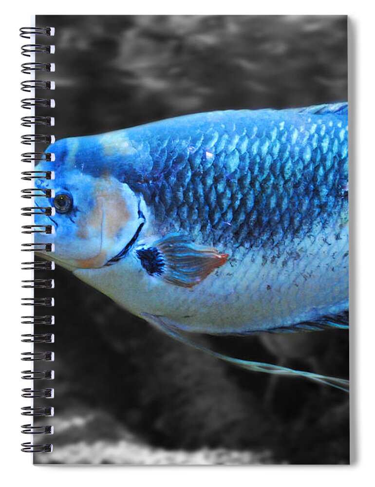 Blue Spiral Notebook featuring the photograph Blue Fish by Jai Johnson