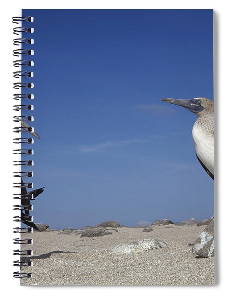 Feb0514 Spiral Notebook featuring the photograph Blue-footed Booby Pair Galapagos Islands by Tui De Roy