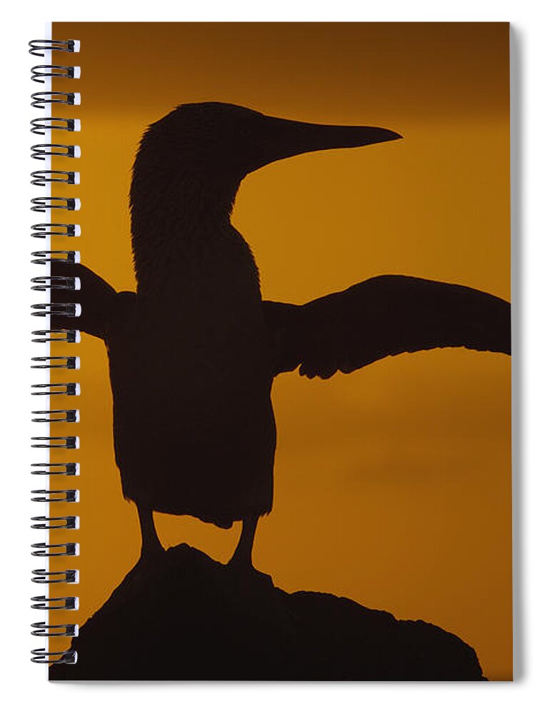 Feb0514 Spiral Notebook featuring the photograph Blue-footed Booby Stretching Galapagos by Pete Oxford