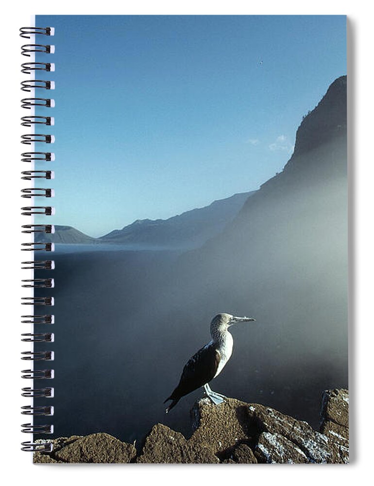 Feb0514 Spiral Notebook featuring the photograph Blue-footed Booby Vicente Roca by Tui De Roy