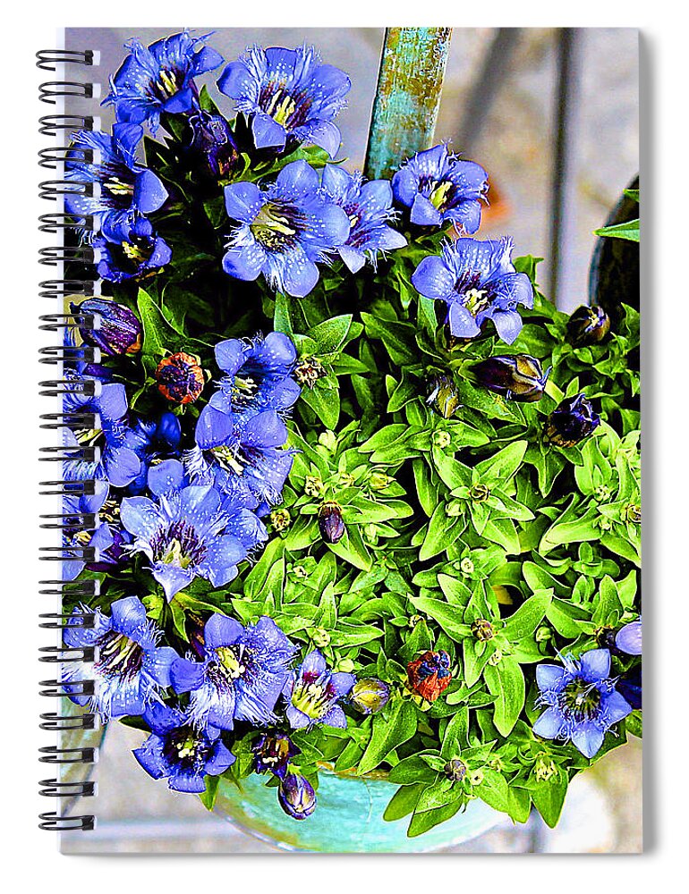 Gentian Spiral Notebook featuring the photograph Blue Gentian by Barbara Zahno