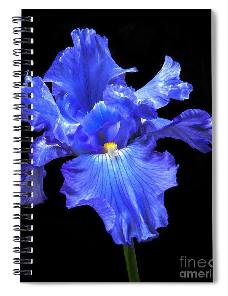 Flower Spiral Notebook featuring the photograph Blue Iris by Robert Bales