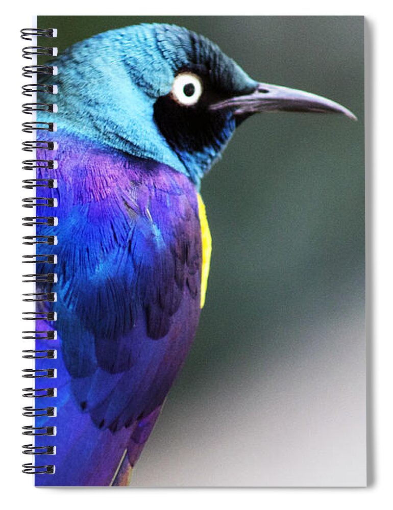 Bird Spiral Notebook featuring the photograph Blue life by Lily K
