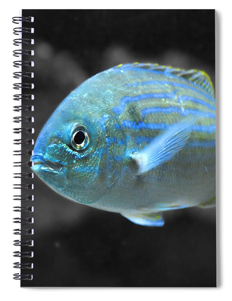 Blue Spiral Notebook featuring the photograph Blue Striped Fish by Jai Johnson
