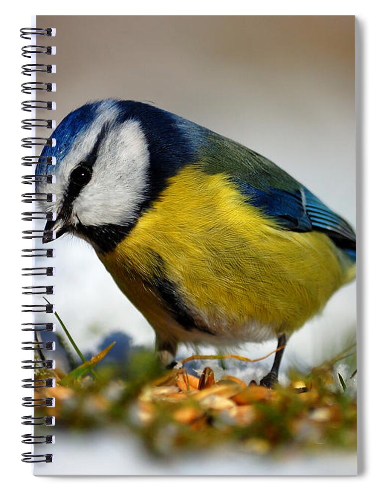 Blue Tit Spiral Notebook featuring the photograph Blue tit by Gavin Macrae