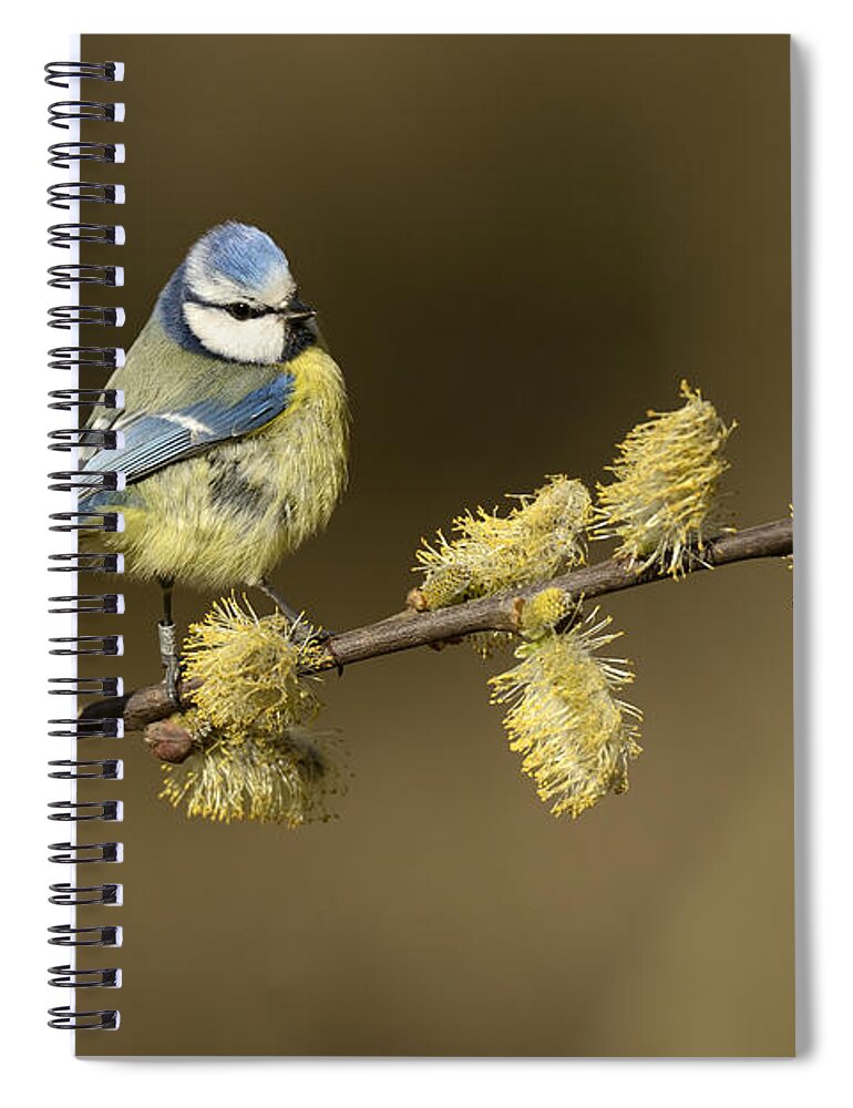 Nis Spiral Notebook featuring the photograph Blue Tit Netherlands by Marianne Brouwer
