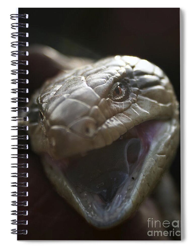 Blue Tongue Lizard Spiral Notebook featuring the photograph Blue Tongue Lizard by Joy Watson