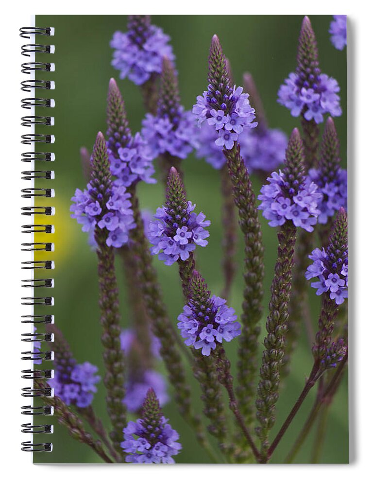 Flower Spiral Notebook featuring the photograph Blue Vervain by Penny Meyers
