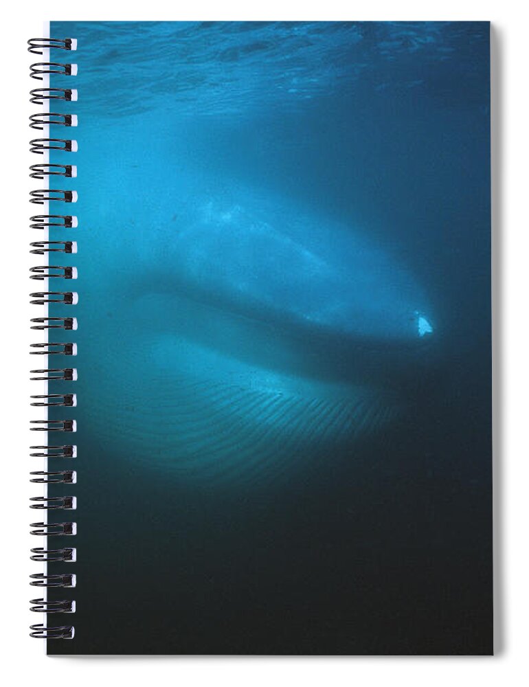 Feb0514 Spiral Notebook featuring the photograph Blue Whale Filter Feeding Sea Of Cortez by Hiroya Minakuchi