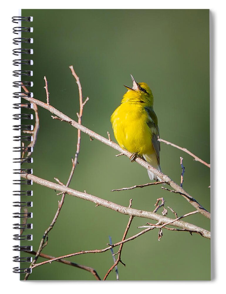 Warblers Spiral Notebook featuring the photograph Blue-Winged Warbler by Bill Wakeley