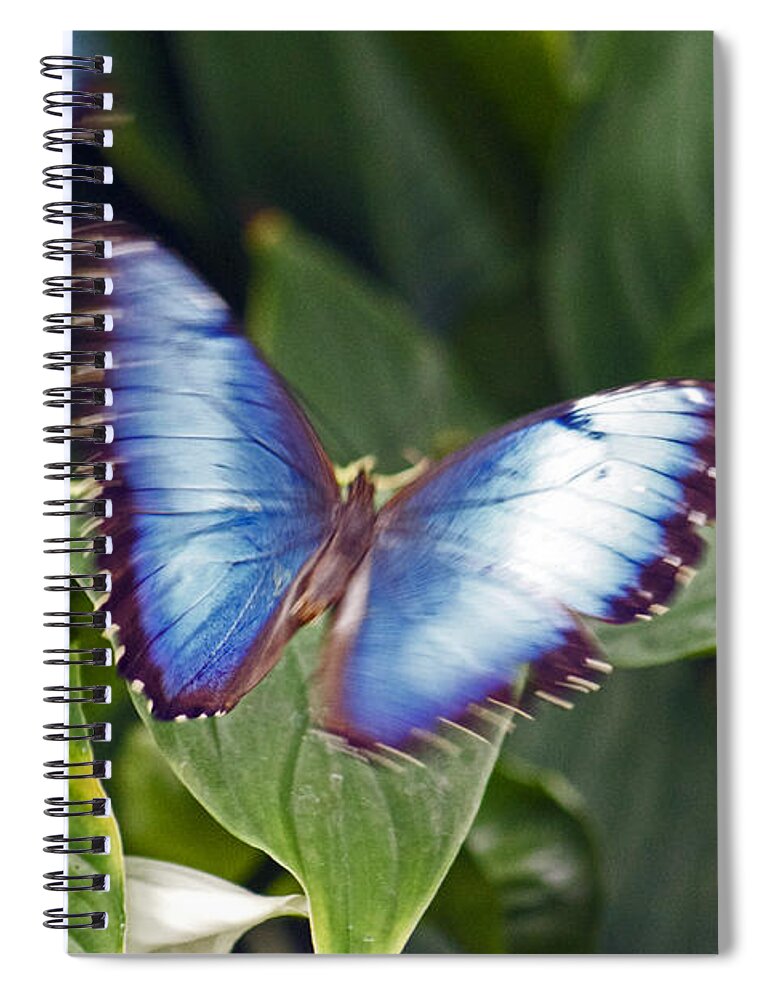 Butterfly Spiral Notebook featuring the photograph Blue Wings by Lily K