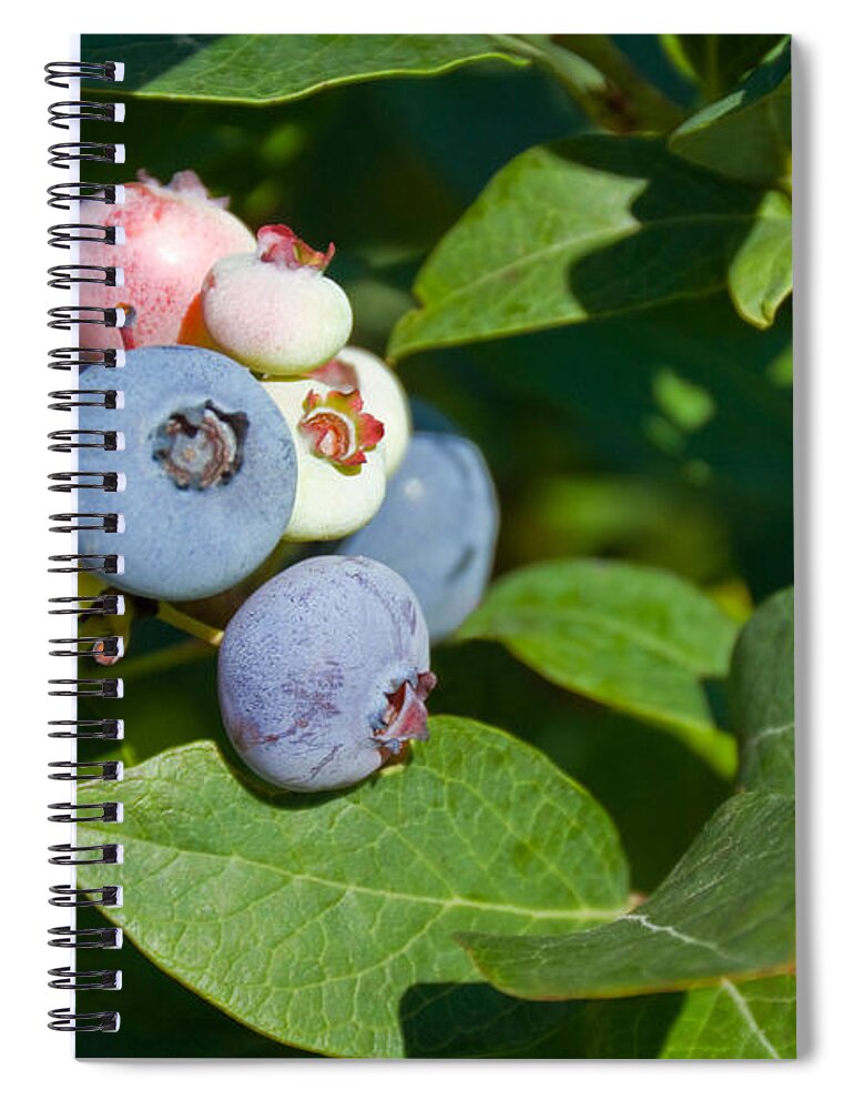Plant Spiral Notebook featuring the photograph Blueberries by Richard and Ellen Thane
