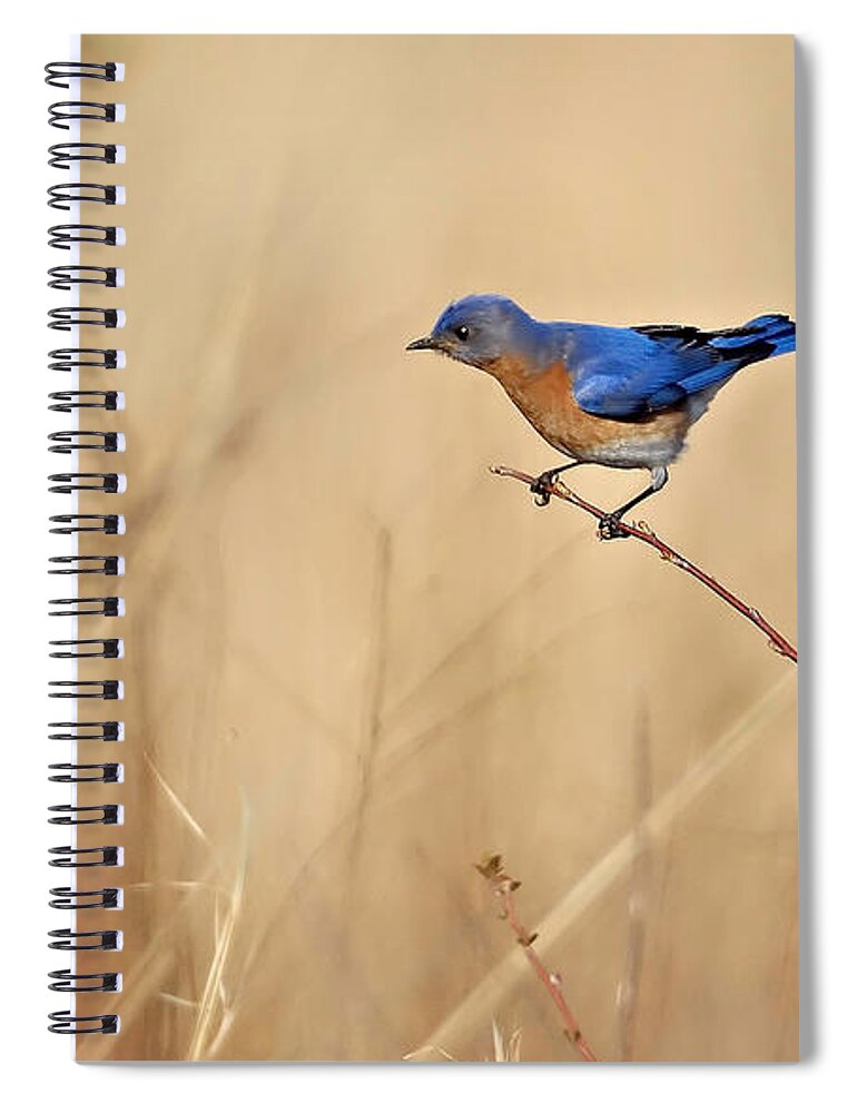 Bluebird Spiral Notebook featuring the photograph Bluebird Meadow by William Jobes