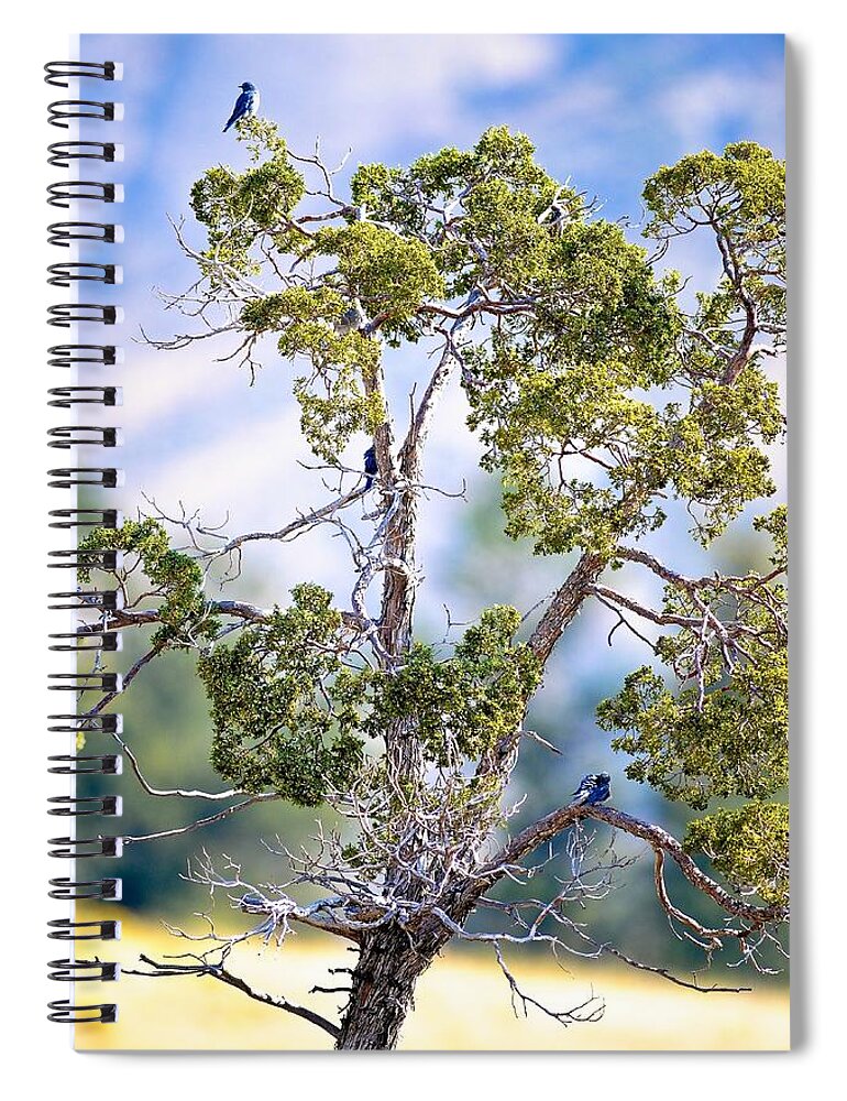  Spiral Notebook featuring the photograph Bluebird tree by Randy Giesbrecht