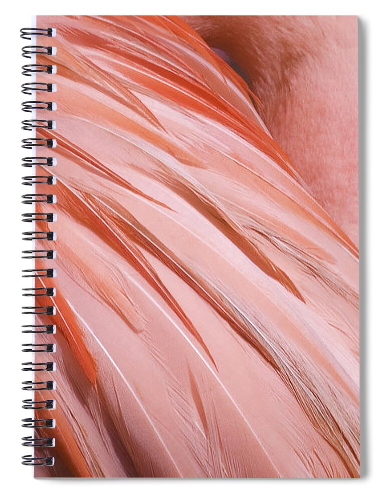 Blushing Flamingo Spiral Notebook featuring the photograph Blushing Flamingo by Wes and Dotty Weber