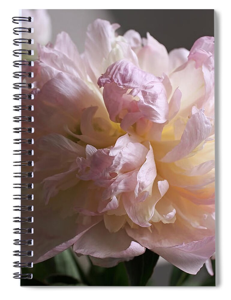 Peony Spiral Notebook featuring the photograph Blushing Peony by Rona Black