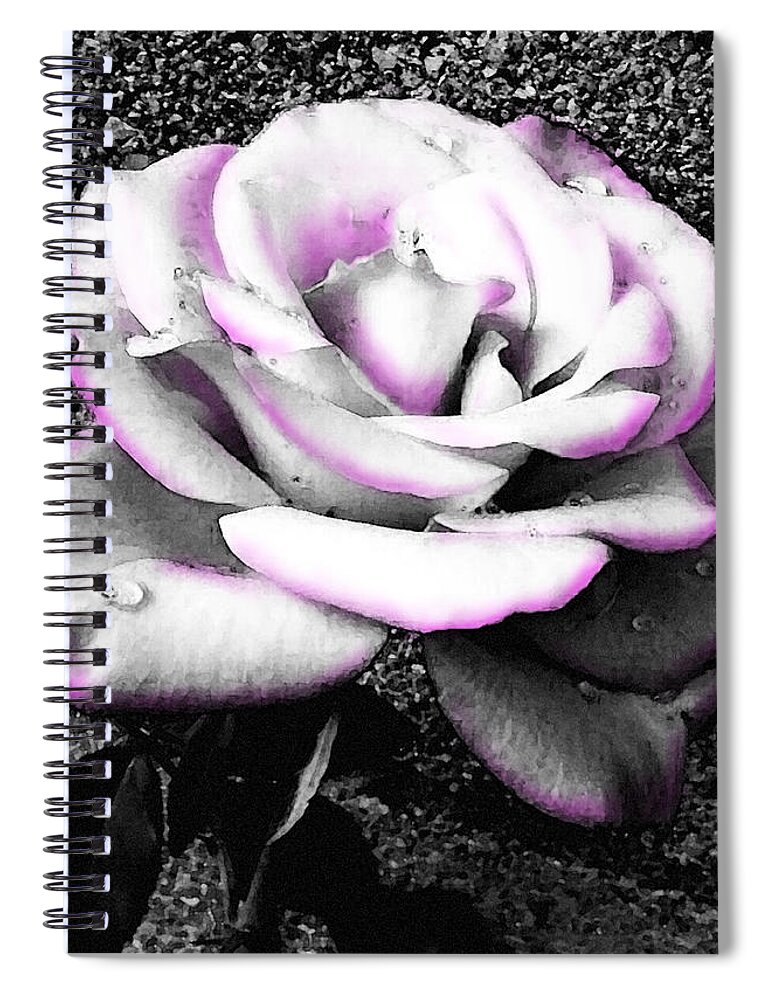 Black And White Rose Spiral Notebook featuring the photograph Blushing White Rose by Shawna Rowe