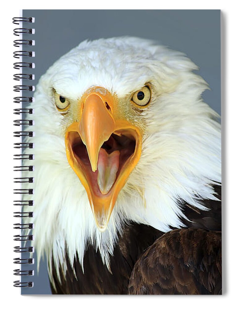 Animal Spiral Notebook featuring the photograph Bald Eagle by Teresa Zieba