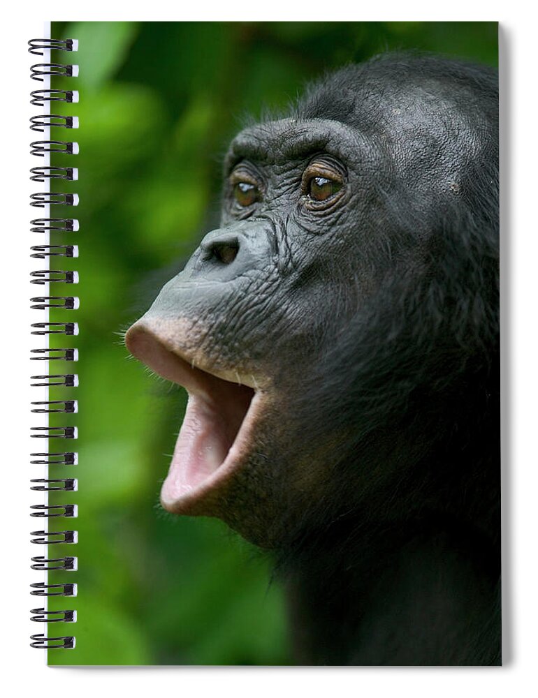 Jh Spiral Notebook featuring the photograph Bonobo Female Calling by Cyril Ruoso