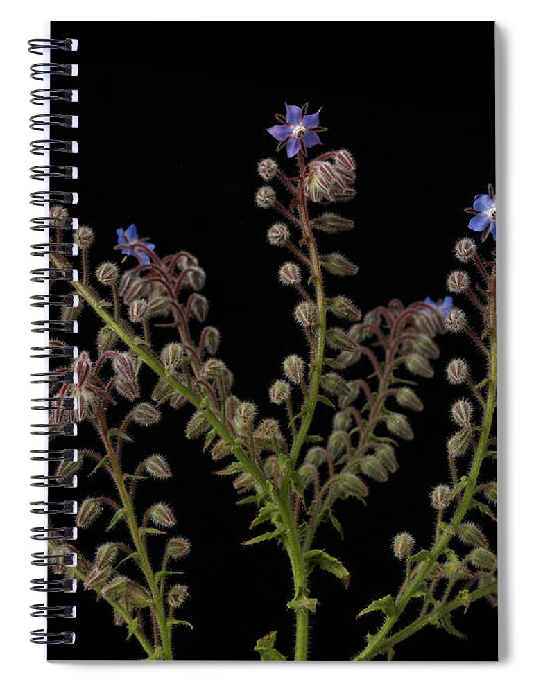 Purple Spiral Notebook featuring the photograph Borage Plants On Black Background by William Turner