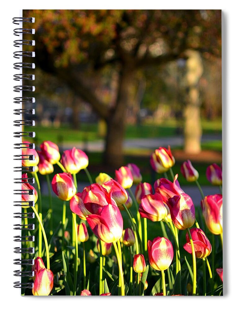 Boston Spiral Notebook featuring the photograph Boston Public Garden Tulips by Toby McGuire