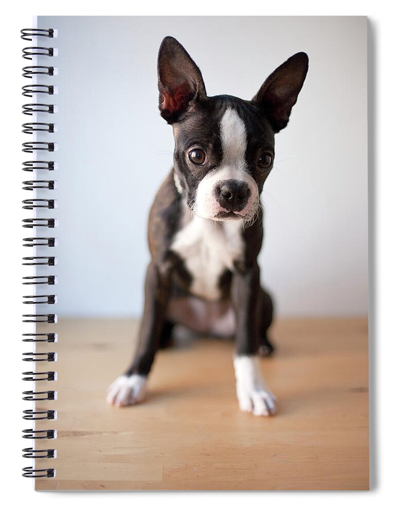 Pets Spiral Notebook featuring the photograph Boston Terrier Puppy On Wood Surface by Chris Parsons