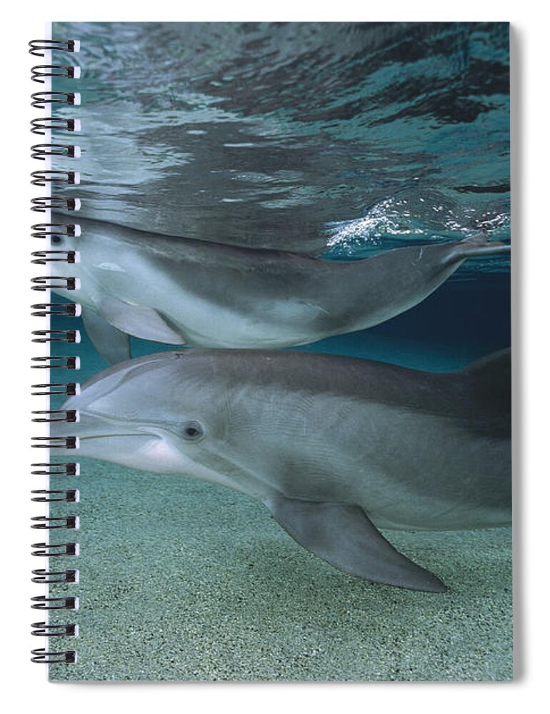 Feb0514 Spiral Notebook featuring the photograph Bottlenose Dolphin Adult And Juvenile by Flip Nicklin