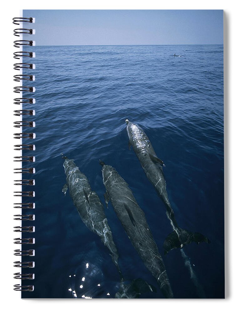 Feb0514 Spiral Notebook featuring the photograph Bottlenose Dolphins Surfacing Shark Bay by Flip Nicklin