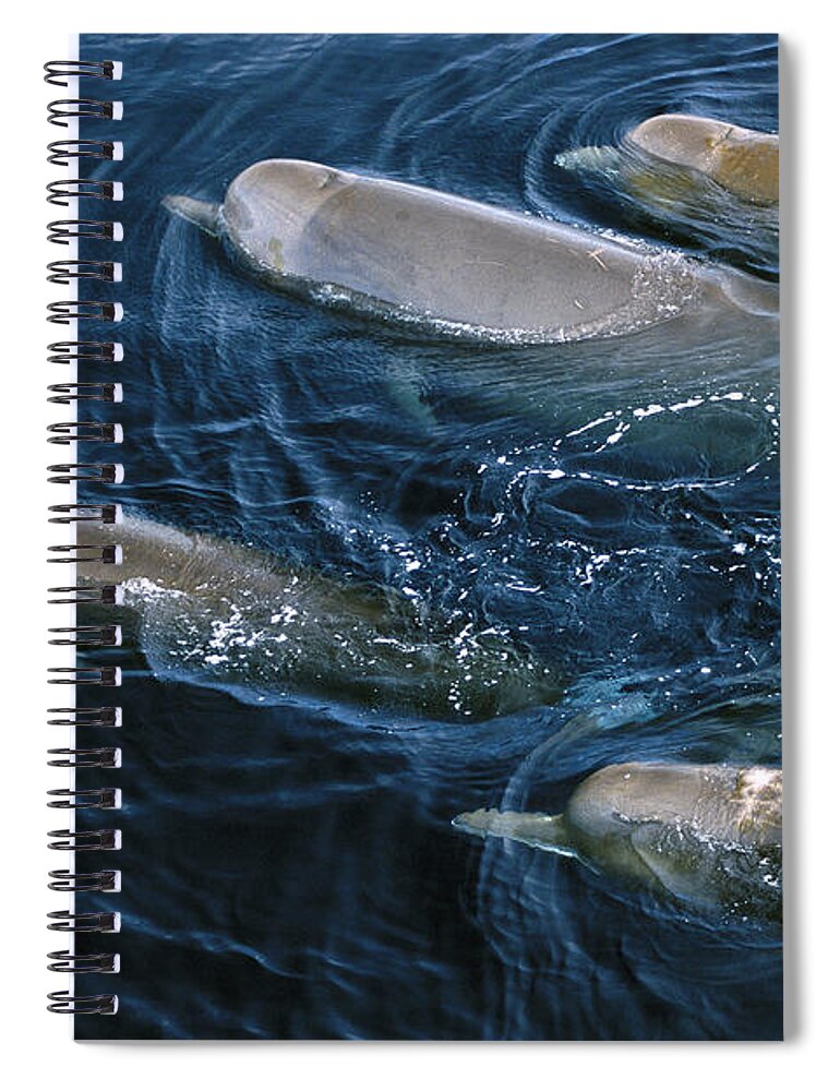 Feb0514 Spiral Notebook featuring the photograph Bottlenose Whales Surfacing Nova Scotia by Flip Nicklin