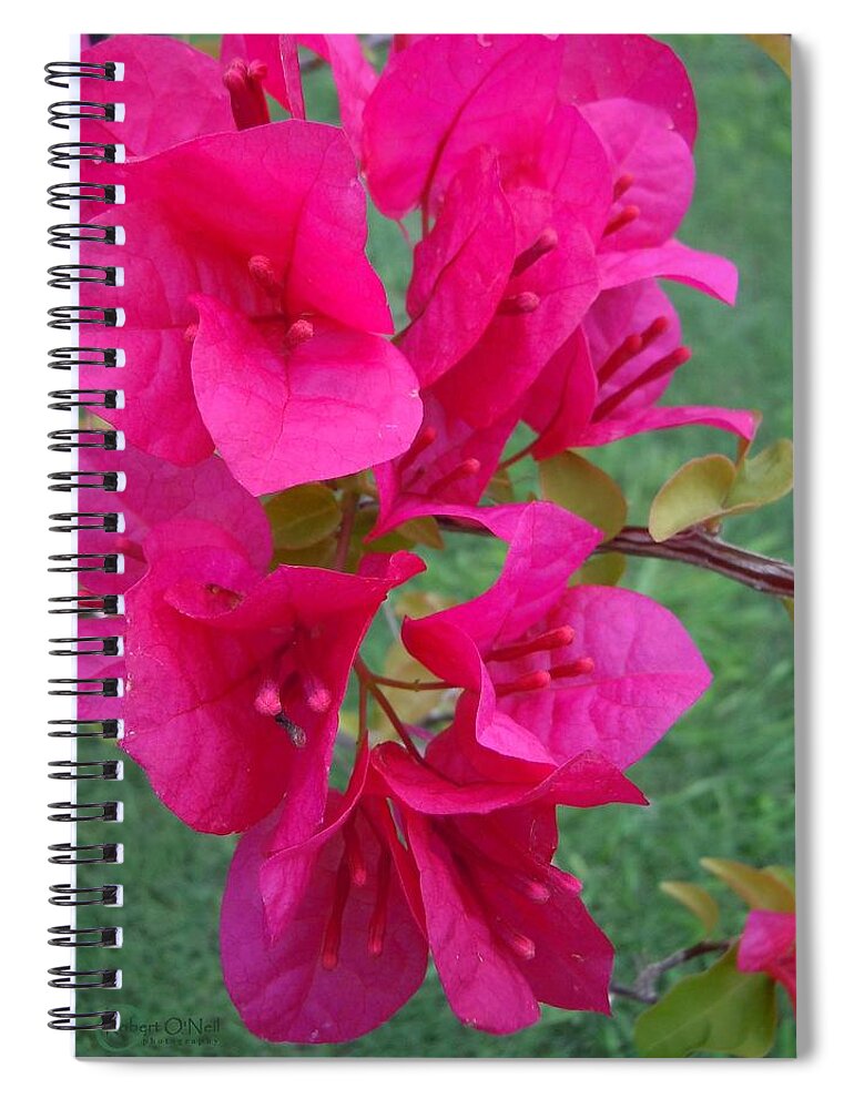 Bougainvillea Spiral Notebook featuring the photograph Bougainvillea Dream #2 by Robert ONeil