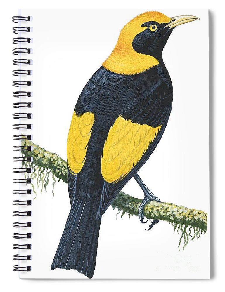 No People; Vertical; Studio Shot; Looking Away; Rear View; Full Length; Animal Themes; Nature; Wildlife; Tree; Beauty In Nature; Regent Bowerbird; Sericulus Chrysocephalus; Yellow; Bird; Perching Spiral Notebook featuring the drawing Bowerbird by Anonymous