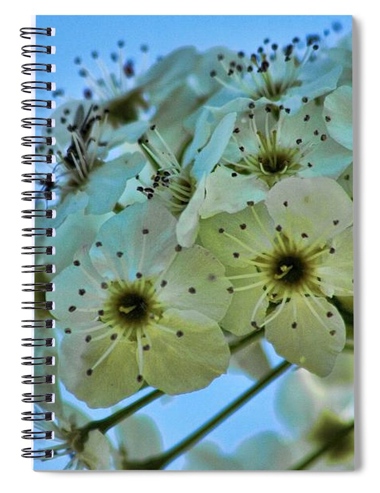 Bradford Spiral Notebook featuring the photograph Bradford Pear I by Lesa Fine