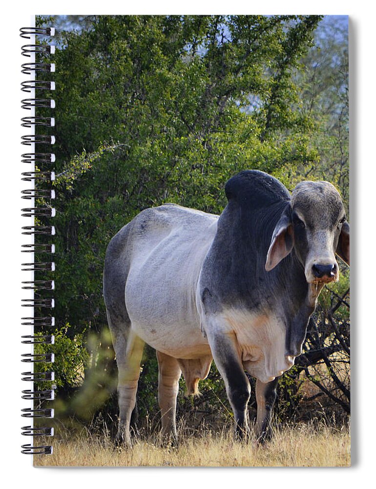 Brahma Spiral Notebook featuring the photograph Brahma Cow by Donna Greene