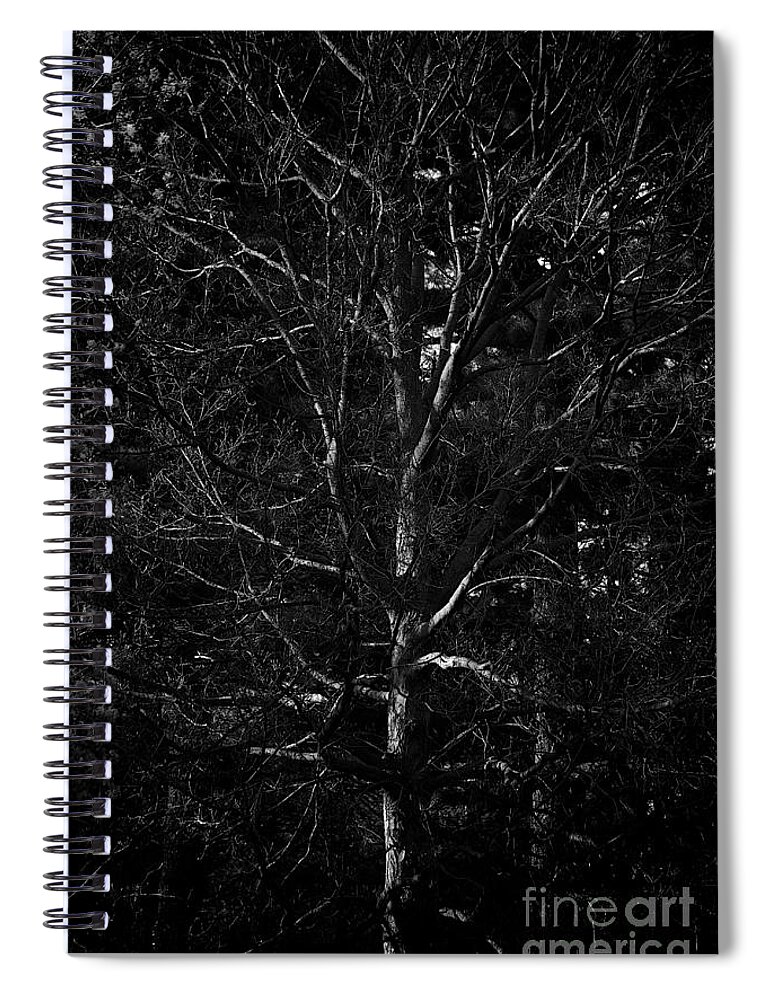 Branches Spiral Notebook featuring the photograph Branch Patterns by Frank J Casella