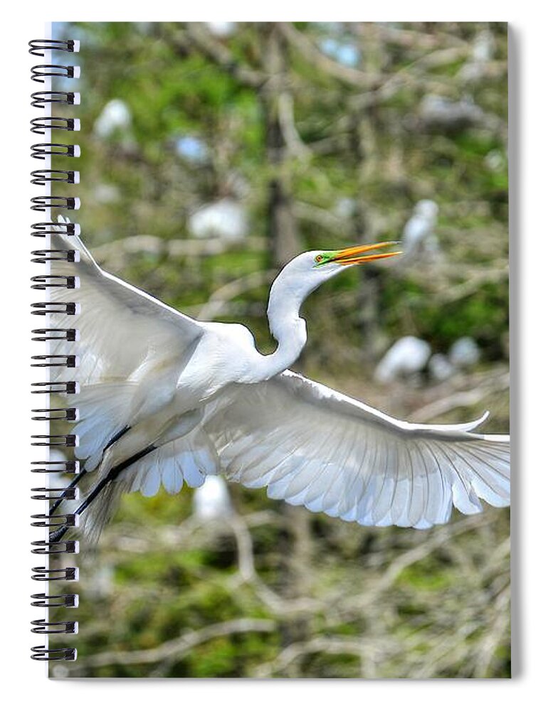 Egret Spiral Notebook featuring the photograph Breeding Great Egret In Flight by Kathy Baccari