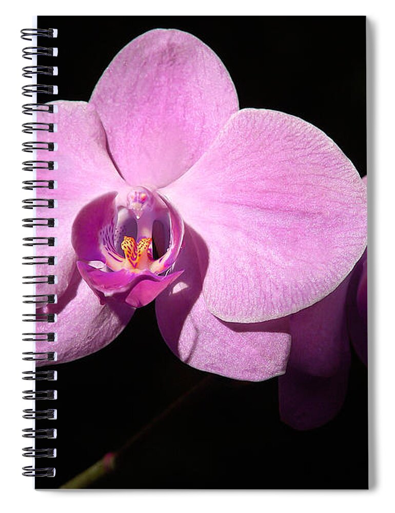 Penny Lisowski Spiral Notebook featuring the photograph Bright Orchid by Penny Lisowski
