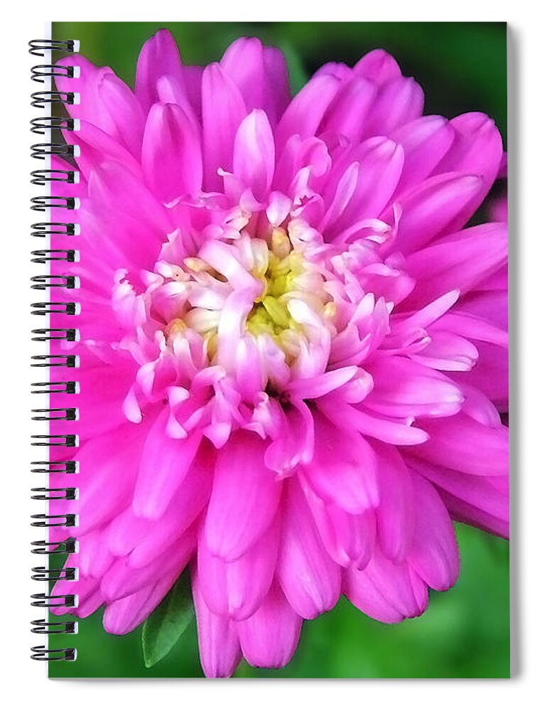 Pink Flowers Spiral Notebook featuring the photograph Pink Zinnia Flowers by Christina Rollo