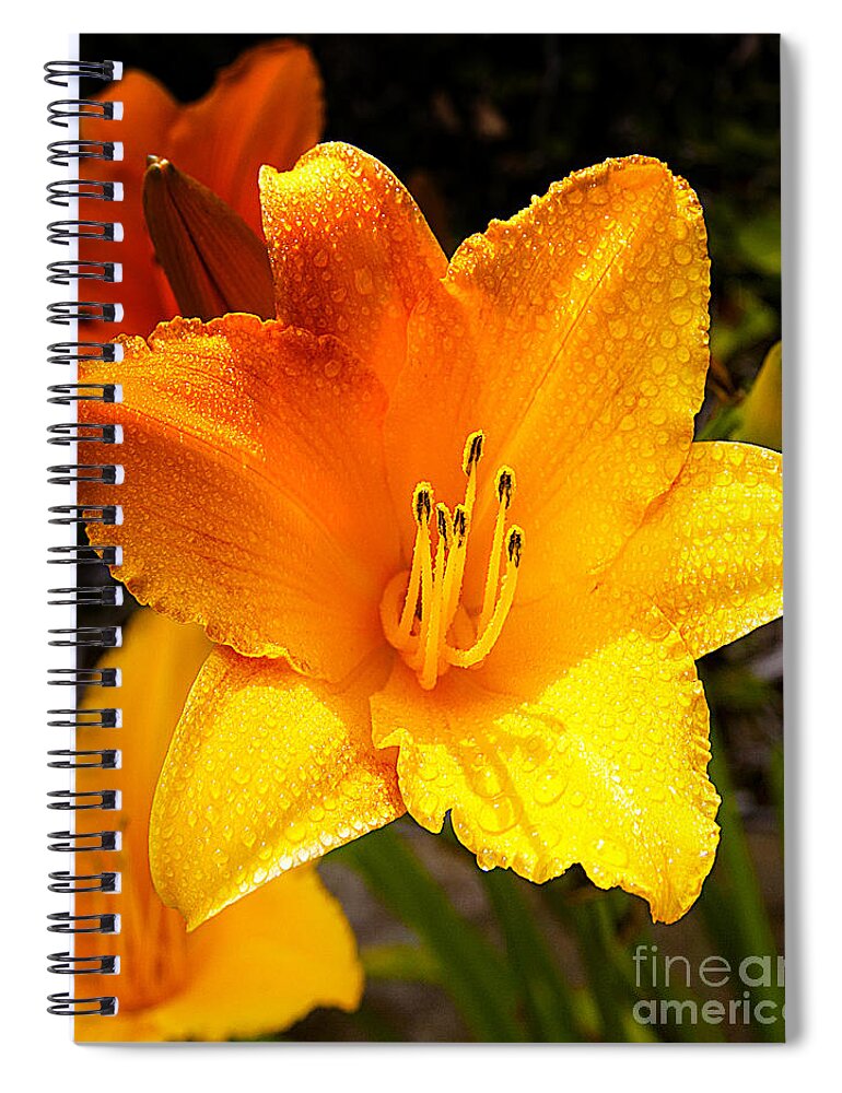 Bright Yellow Blossom Daylily With Rain Drops Fine Art Photography Prints Home Decor Office.yellow Daylilies Spiral Notebook featuring the photograph Bright Yellow Daylily Flower by Jerry Cowart