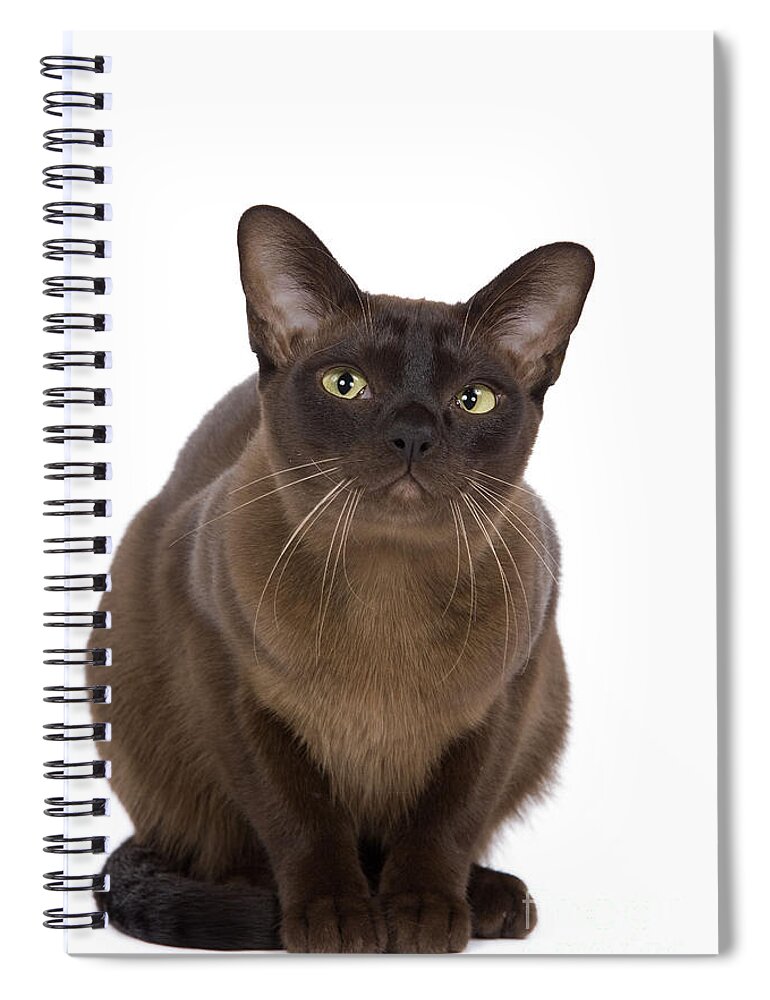 Cat Spiral Notebook featuring the photograph British Zibeline Burmese Cat by Jean-Michel Labat