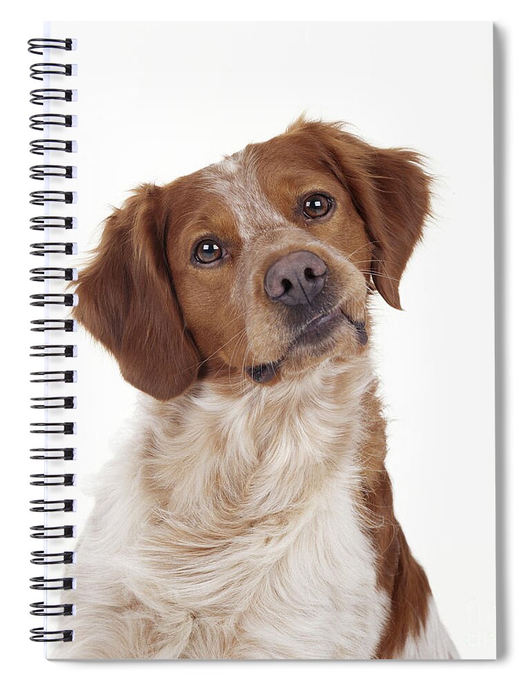 Brittany Spaniel Spiral Notebook featuring the photograph Brittany Spaniel Or Epagneul Breton by John Daniels