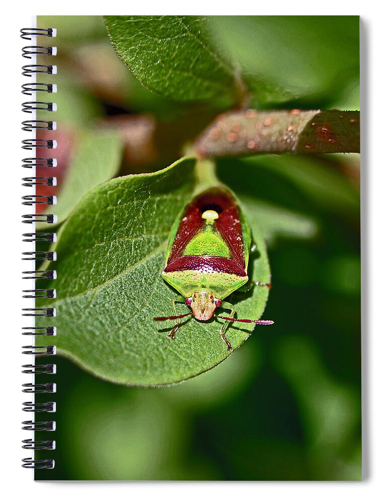 Insects Spiral Notebook featuring the photograph Martini Glass by Jennifer Robin