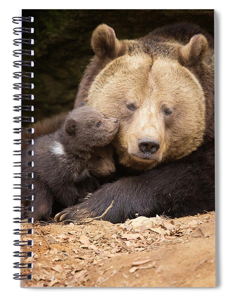 Brown Bear Spiral Notebook featuring the photograph Brown Bear Family by Dietermeyrl