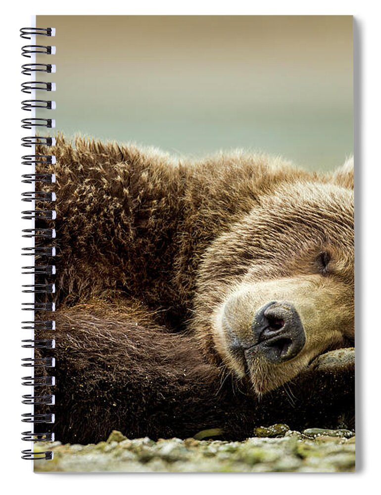 Brown Bear Spiral Notebook featuring the photograph Brown Bear, Katmai National Park, Alaska by Paul Souders