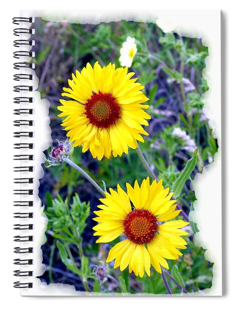 Brown-eyed Susans Spiral Notebook featuring the photograph Brown- Eyed Susans by Will Borden