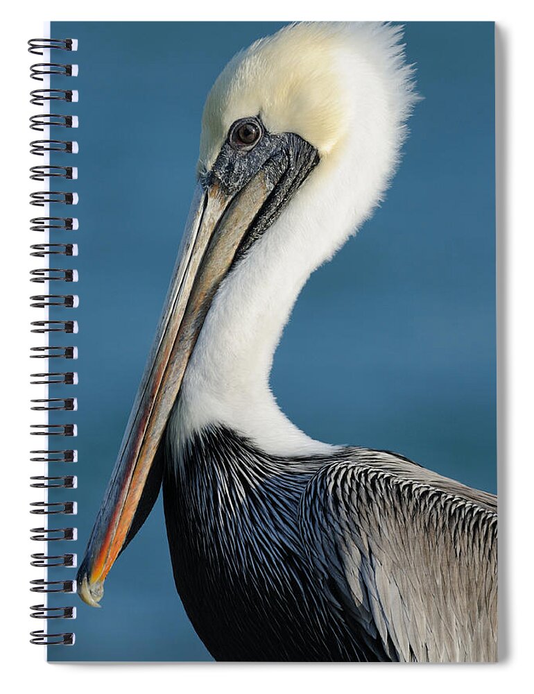 Pelican Spiral Notebook featuring the photograph Brown Pelican Portrait by Bradford Martin
