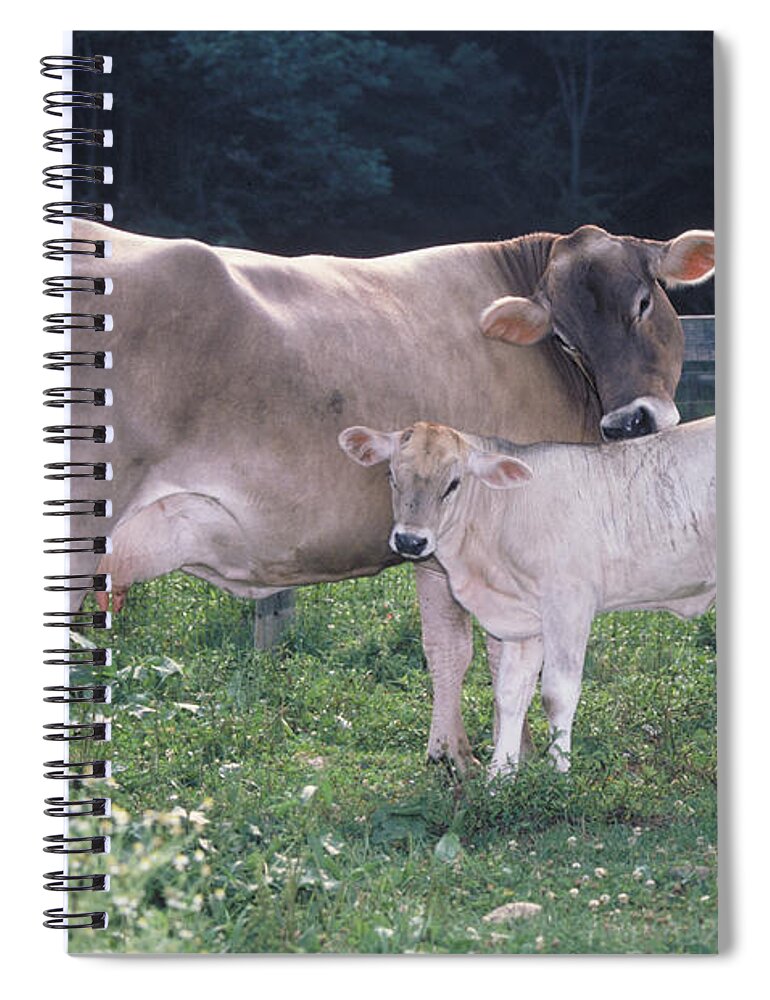 Affection Spiral Notebook featuring the photograph Brown Swiss by Bonnie Sue Rauch