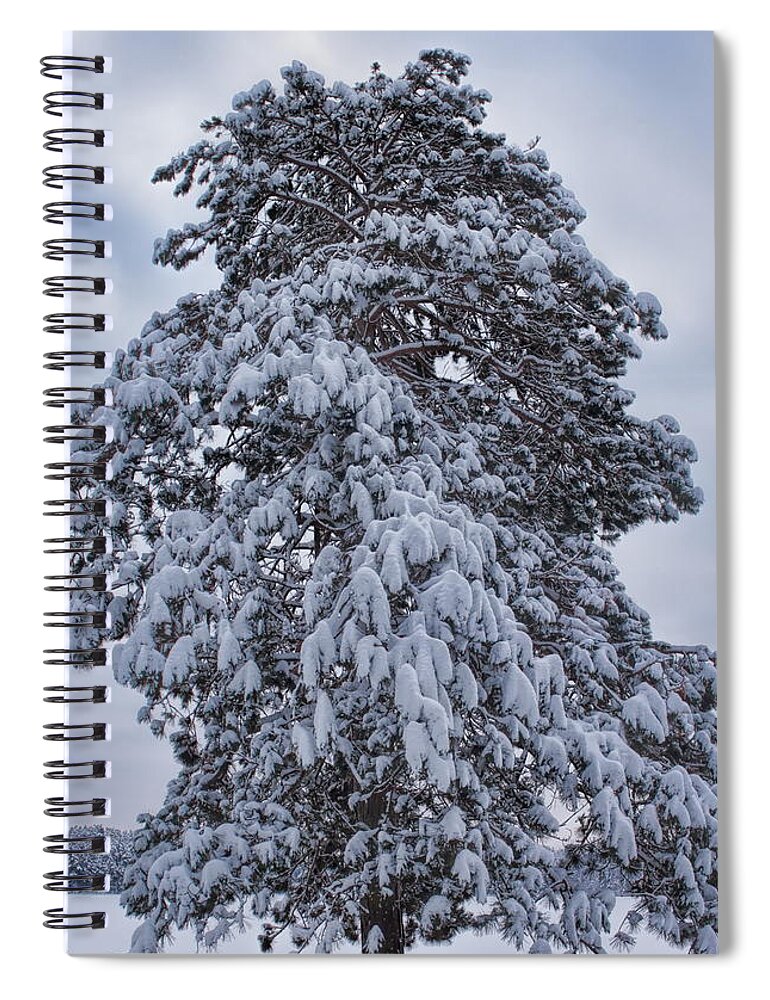Buck Lake Spiral Notebook featuring the photograph Buck Lake Flocked Pine by Dale Kauzlaric