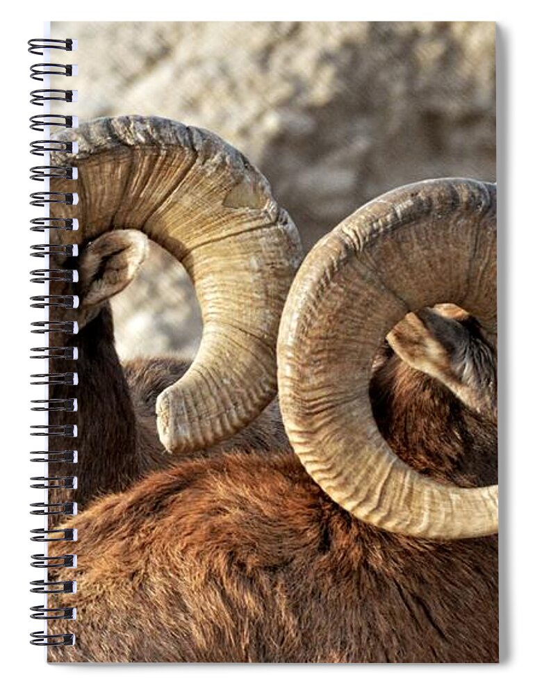 Bighorn Spiral Notebook featuring the photograph Buddies by Fiskr Larsen