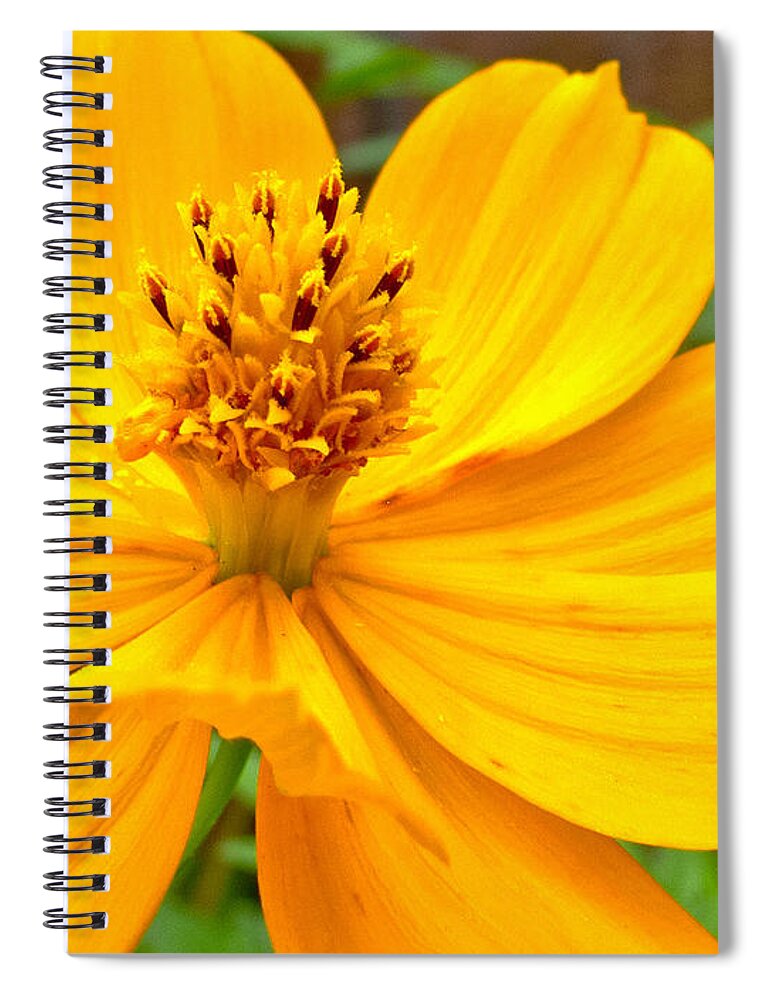 Yellow Flower Spiral Notebook featuring the photograph Budding Bouquet by Kelly Holm