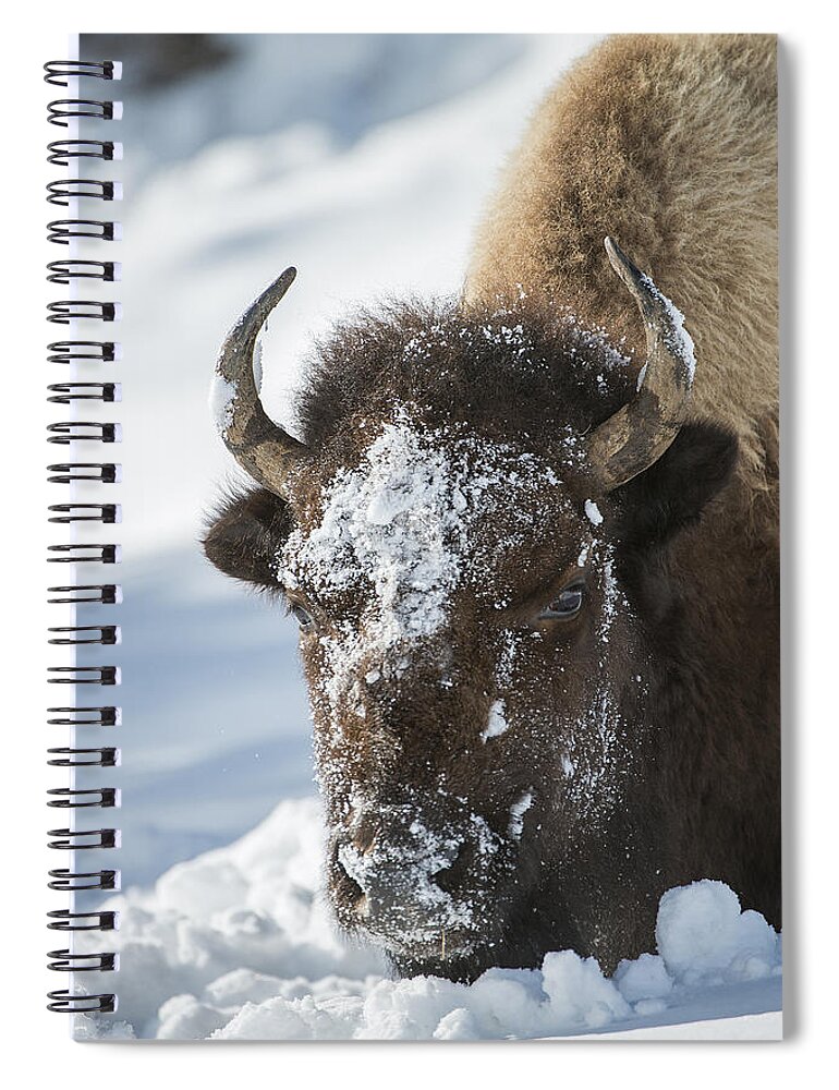 Yellowstone Spiral Notebook featuring the photograph Buffalo in Snow by Bill Cubitt